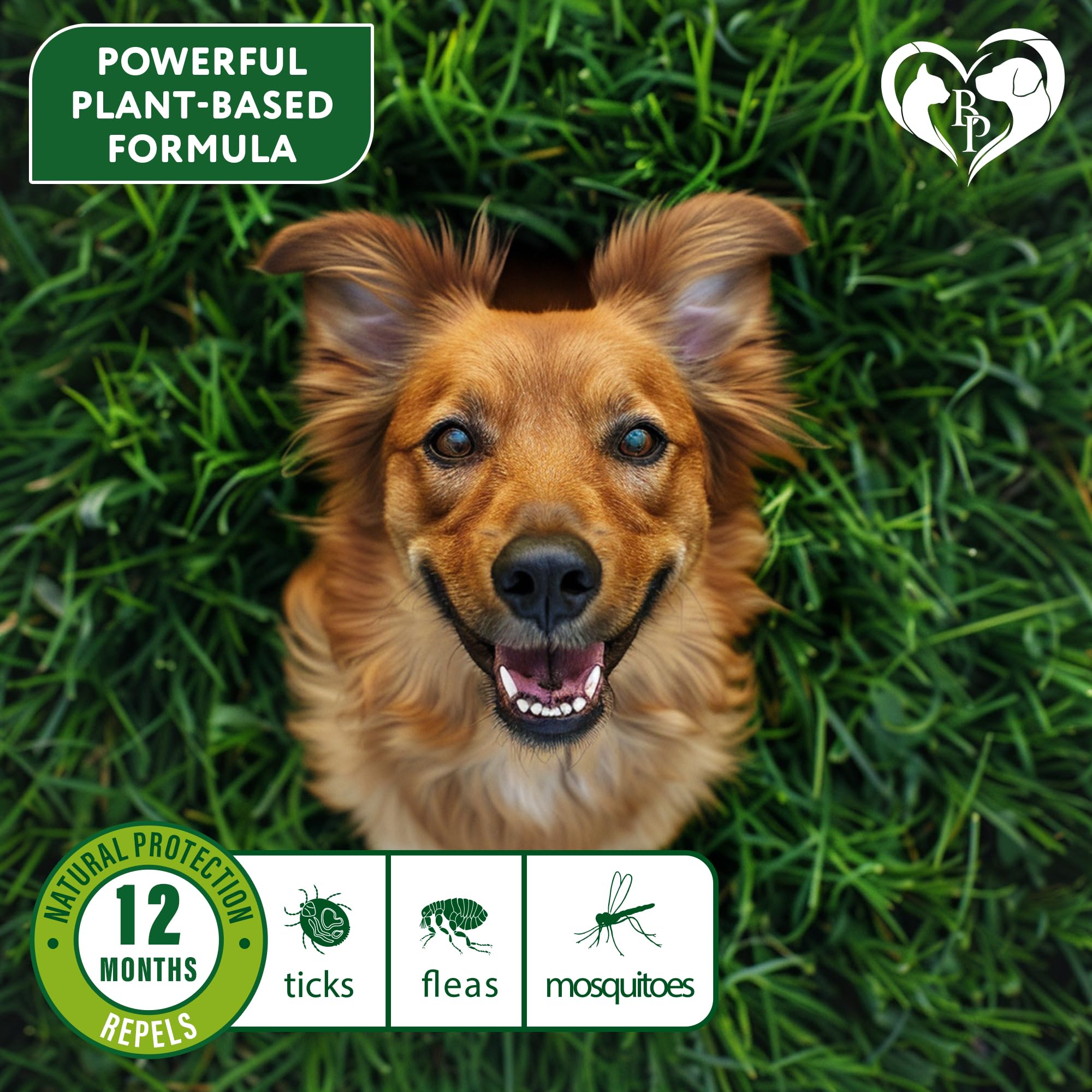 Protección de 6 meses con collar Beloved Pets para perros activos.