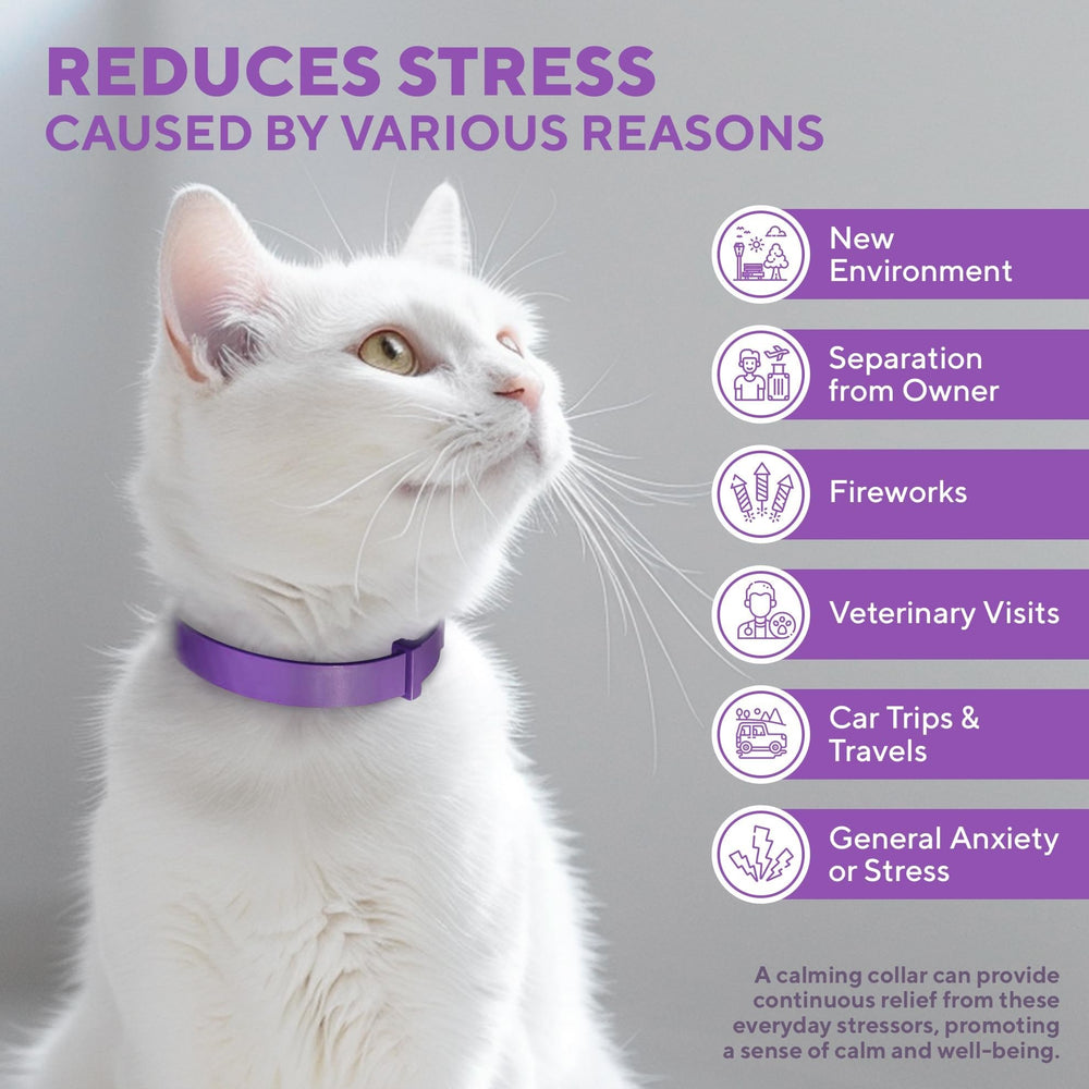 Reducción de conductas en gatos con Beloved Pets