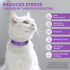 Reducción de conductas en gatos con Beloved Pets