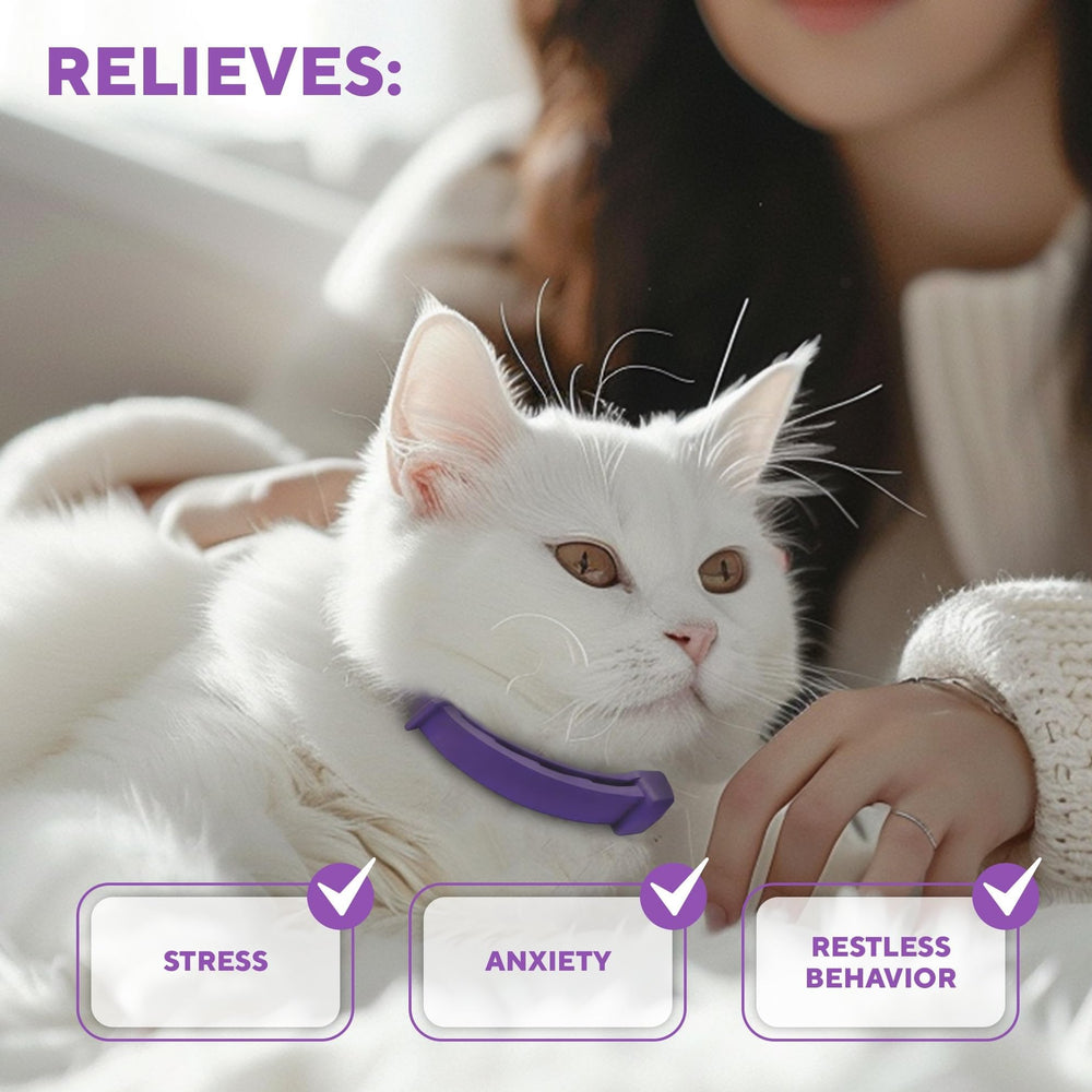 Uso continuo 24 horas del collar Beloved Pets para gatos