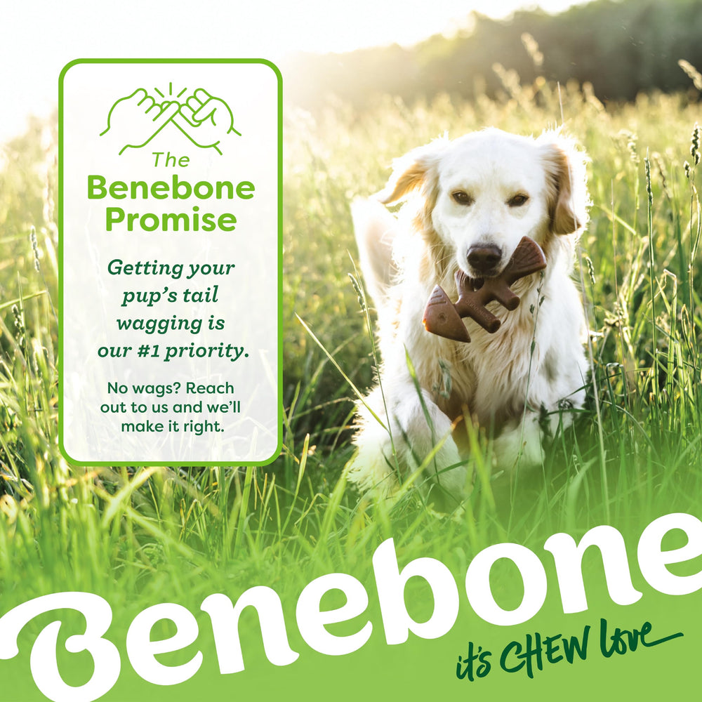Benebone conjunto entretenimiento prolongado para sesiones de juego.