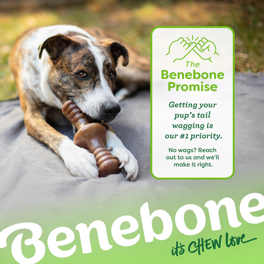 Benebone Zaggler, uso diario seguro para sesiones de juego.