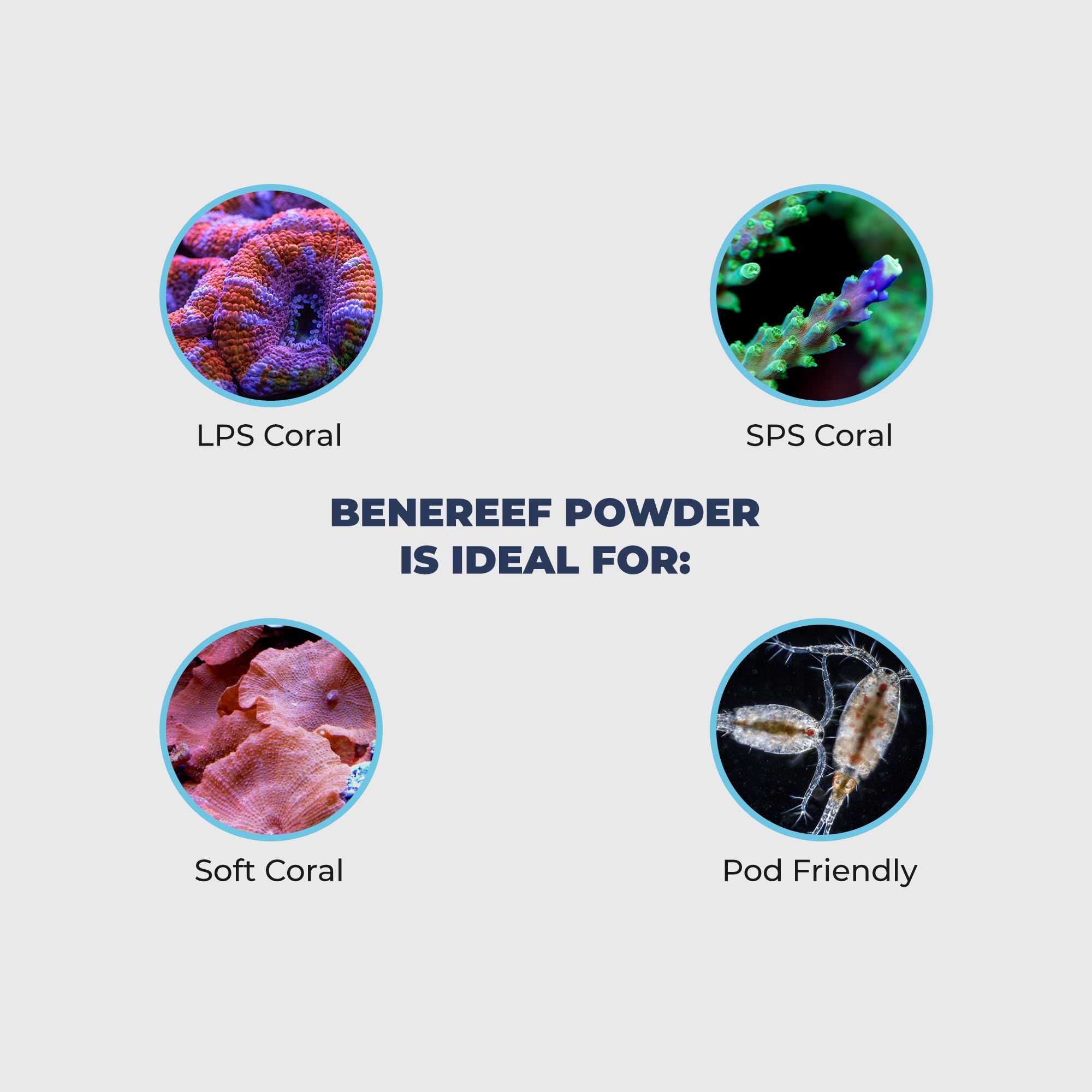 Benepets Benereef crecimiento-regeneracion estimula crecimiento y regeneración en corales estresados