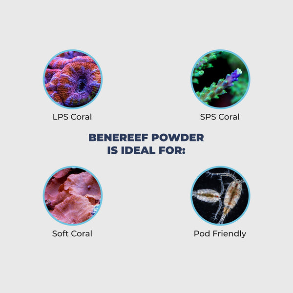 Benepets Benereef crecimiento-regeneracion estimula crecimiento y regeneración en corales estresados
