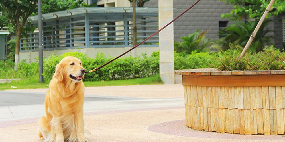 Berry Pet correa para perros, perfecta para paseos y entrenamiento diario.