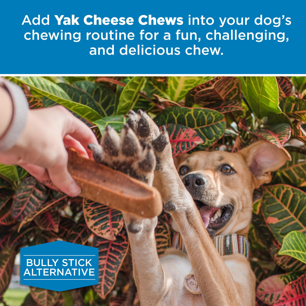 Best Bully Sticks alternativa segura sin piel cruda para perros