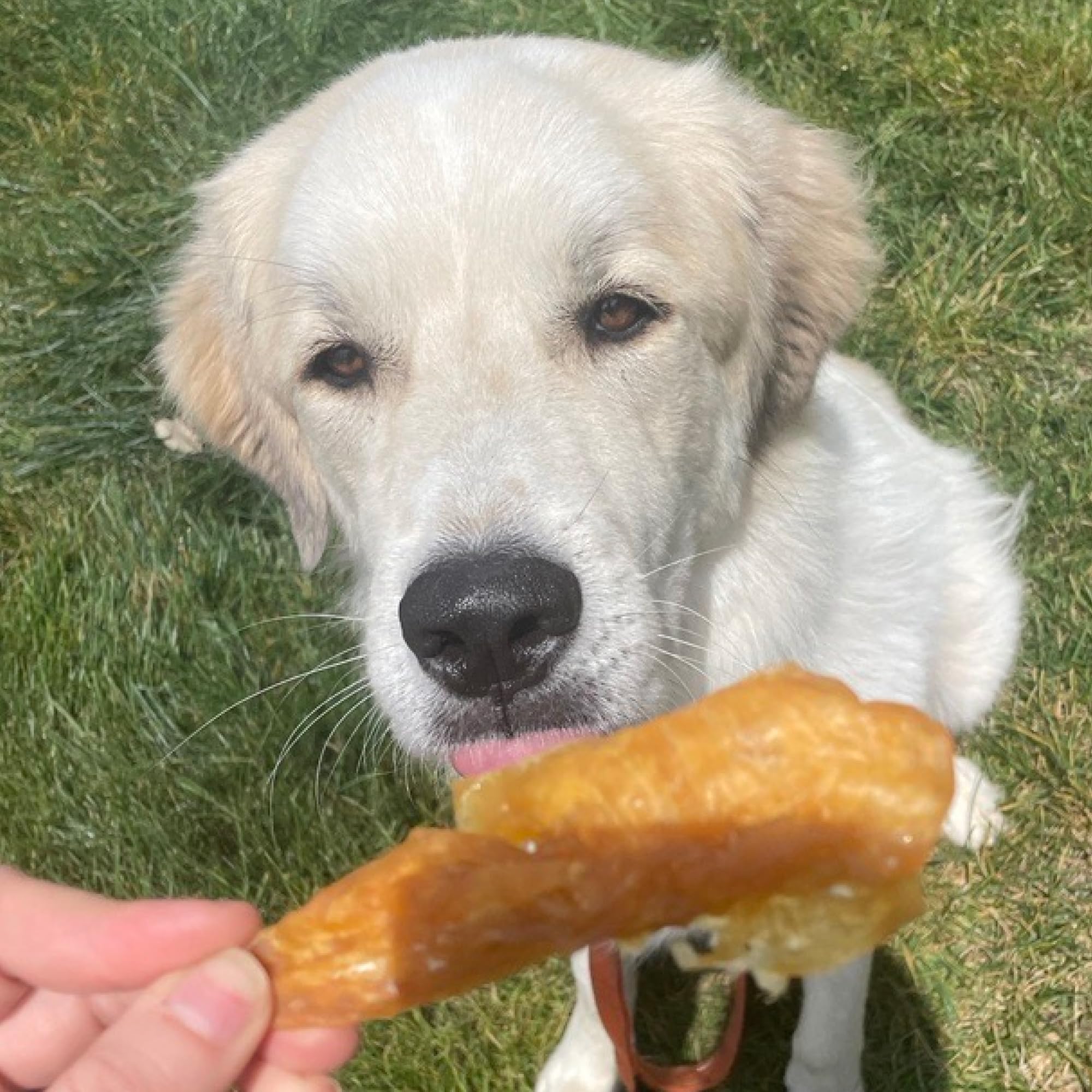 Best Bully Sticks Chicken Fillets: trozos de pollo aptos para dietas sensibles.