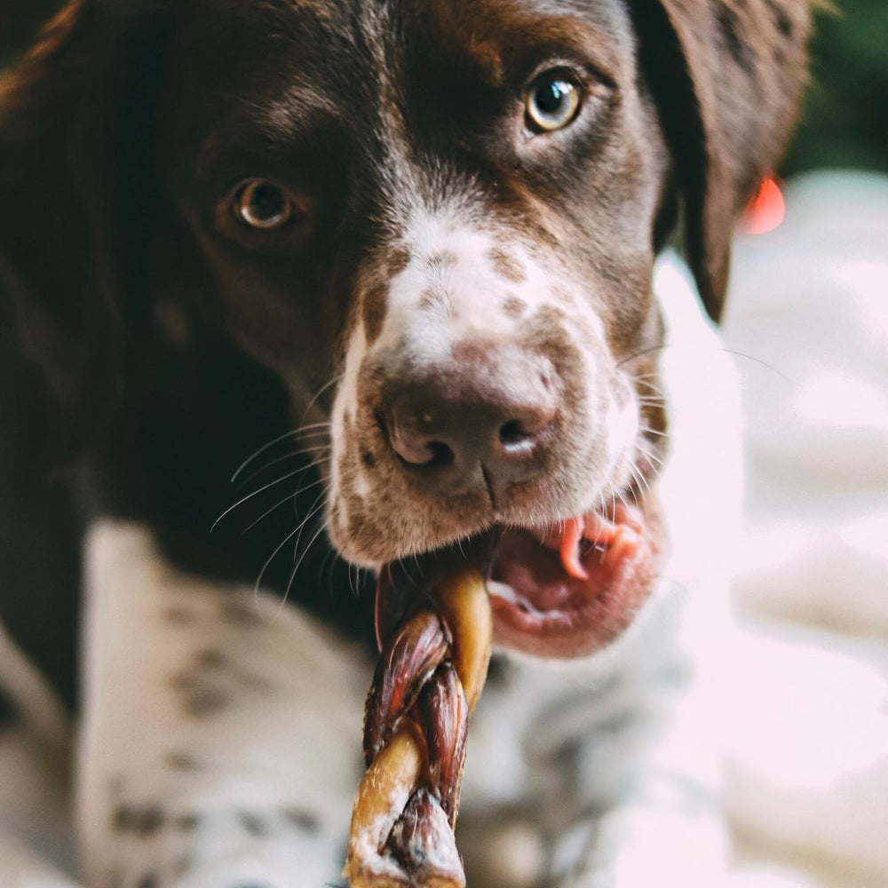 Best Bully Sticks mejora salud dental y pelaje