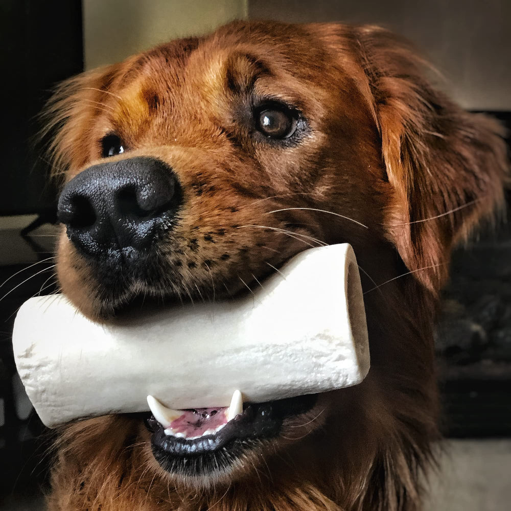 Best Bully Sticks rellenable con premios para sesiones de juego