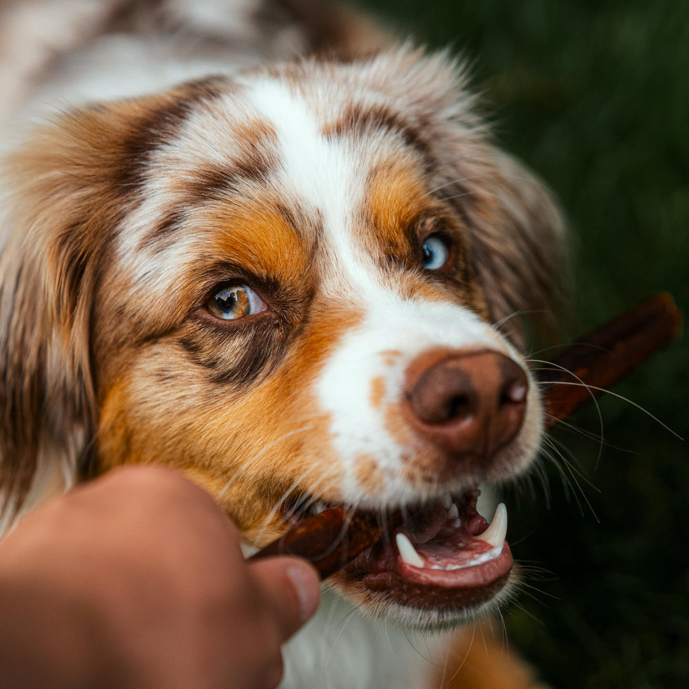 Best Bully Sticks sabor agradable y digestibilidad gracias a colágeno natural