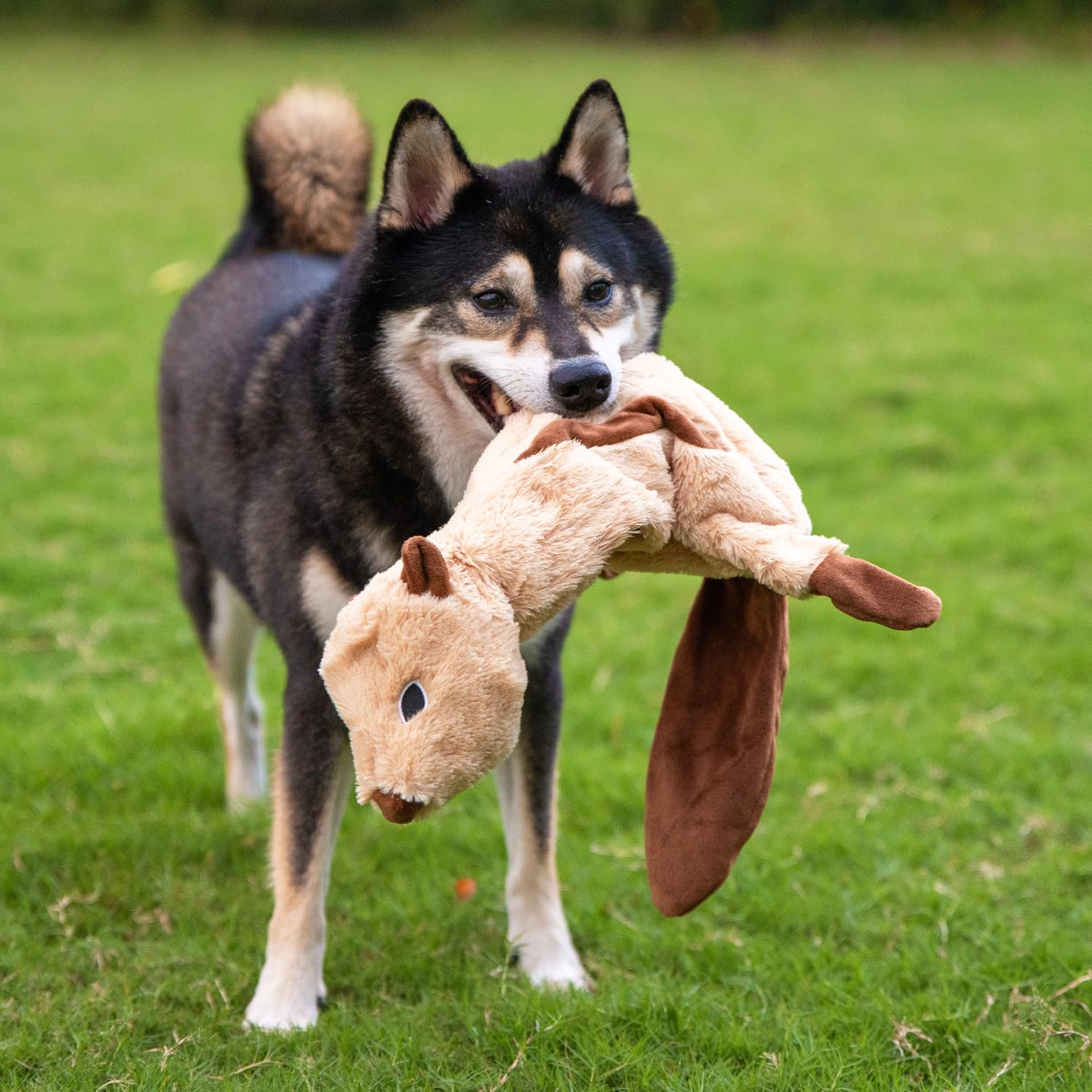 Best Pet Supplies Juguete no apto para masticadores agresivos.