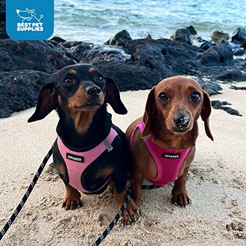 Best Pet Supplies Voyager seguridad triple para mascotas pequeñas y medianas