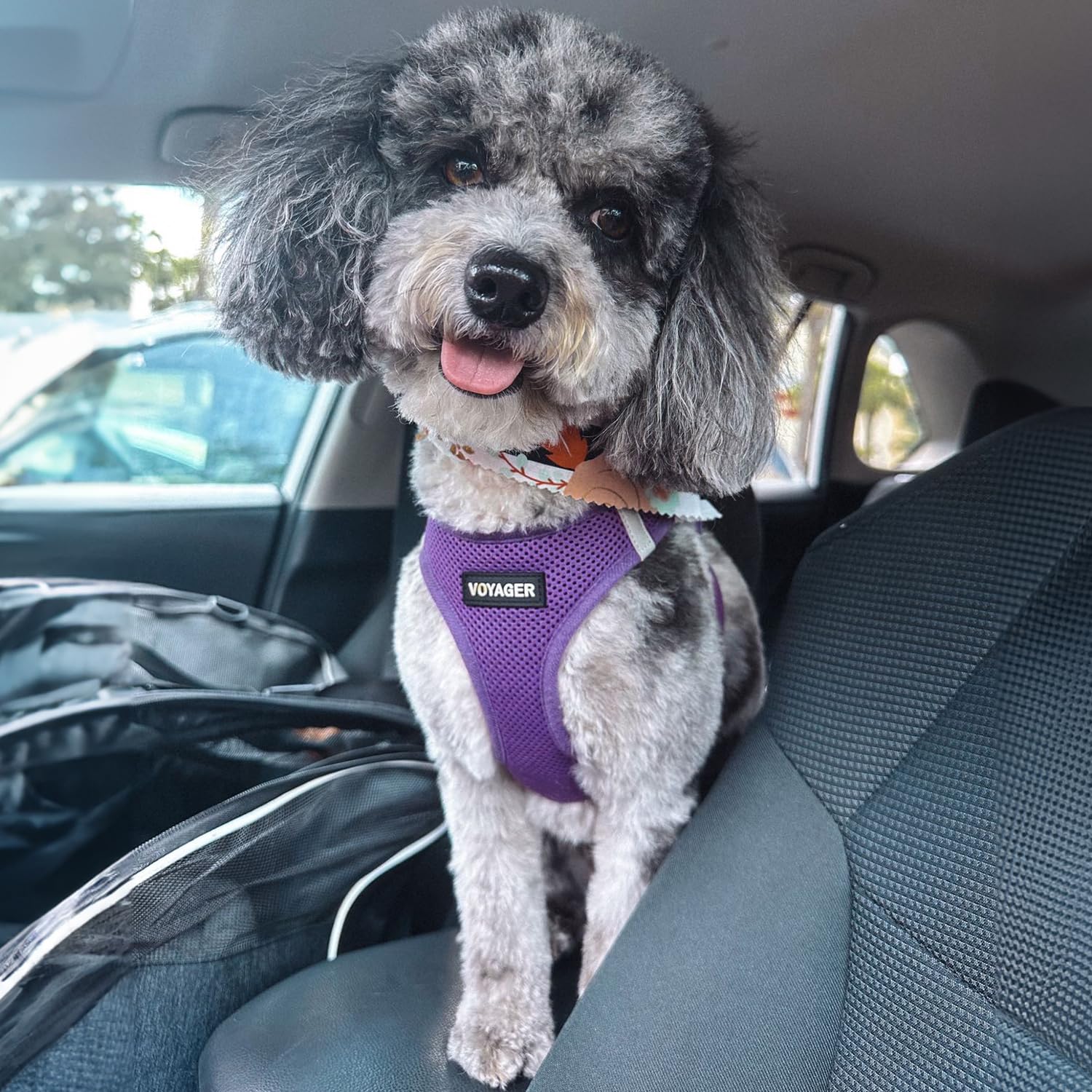 Best Pet Supplies Voyager Step-in Air Harness arnés ideal para paseos diarios.