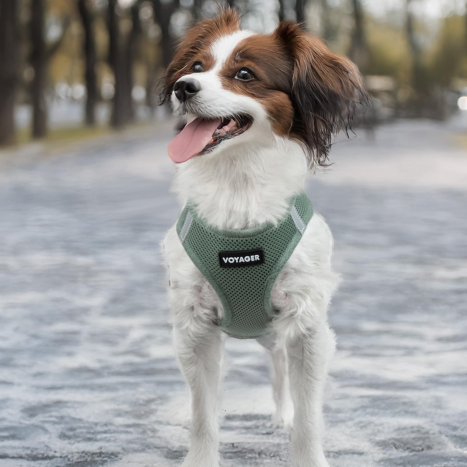 Best Pet Supplies Voyager, uso diario en todas las estaciones.