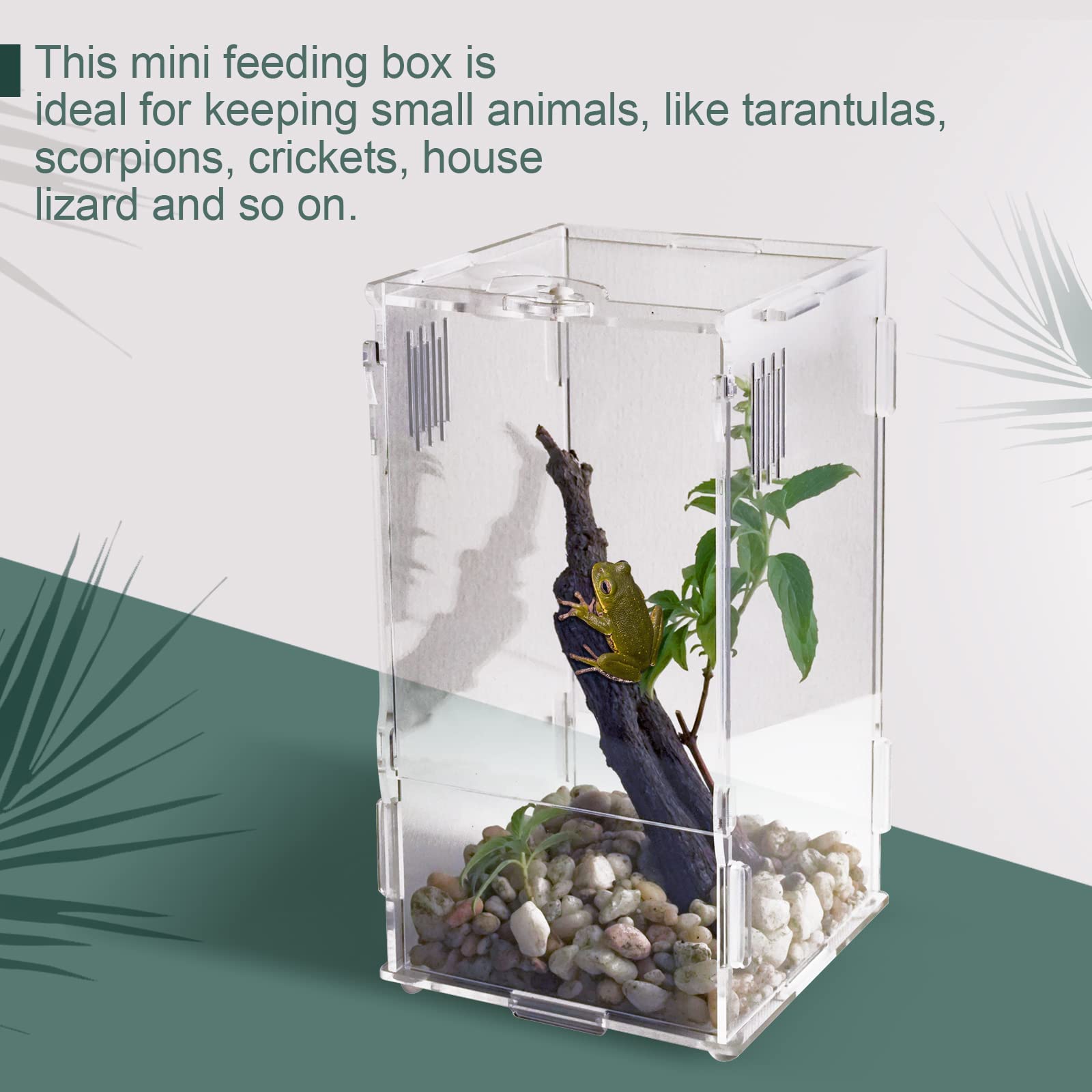 BETAZOOER terrario mini, cierre de bayoneta seguro para evitar escapes.