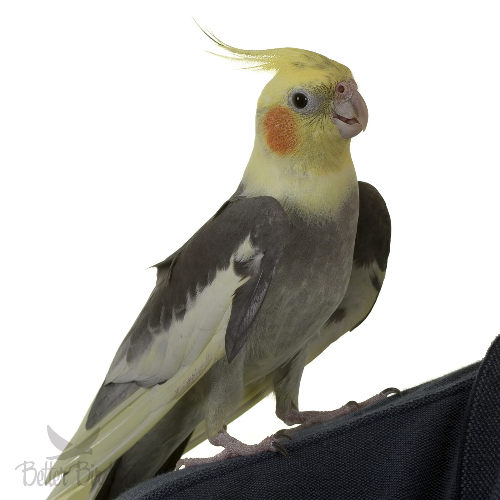 Better Bird uso diario de alimento para aves, mantiene la alimentación fresca.