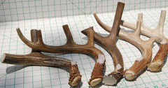 Big Dog Antler Chews mordedor-asta-ciervo-xl-premium de interior sin grasa