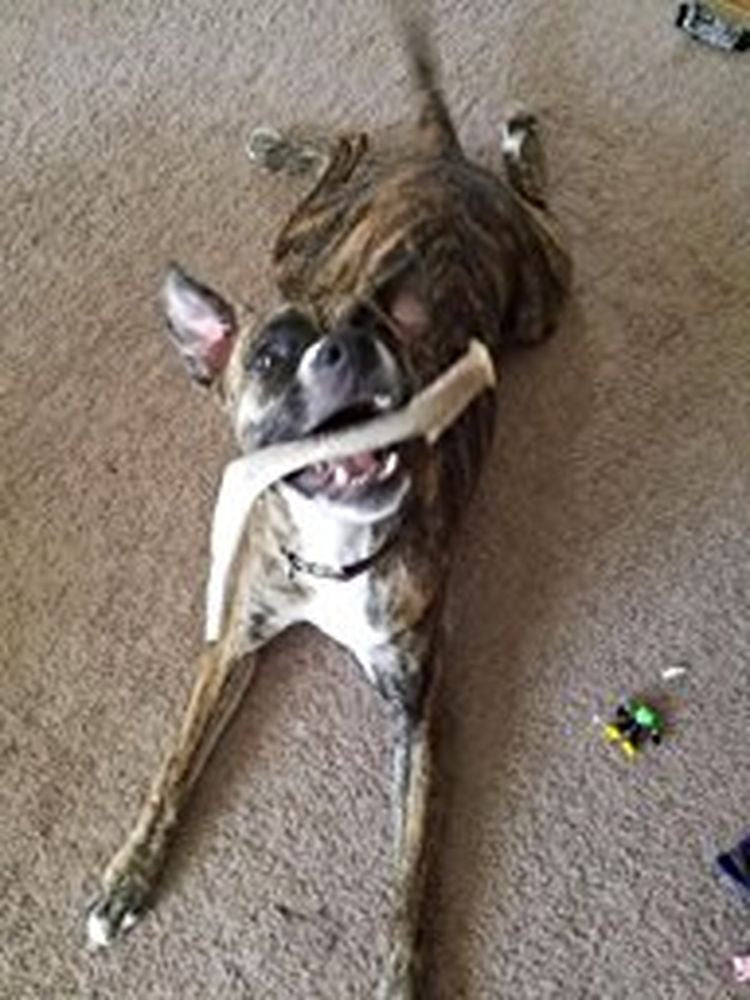 Big Dog Antler Chews mordedor-asta-ciervo-xl-proveniente de ciervos salvajes