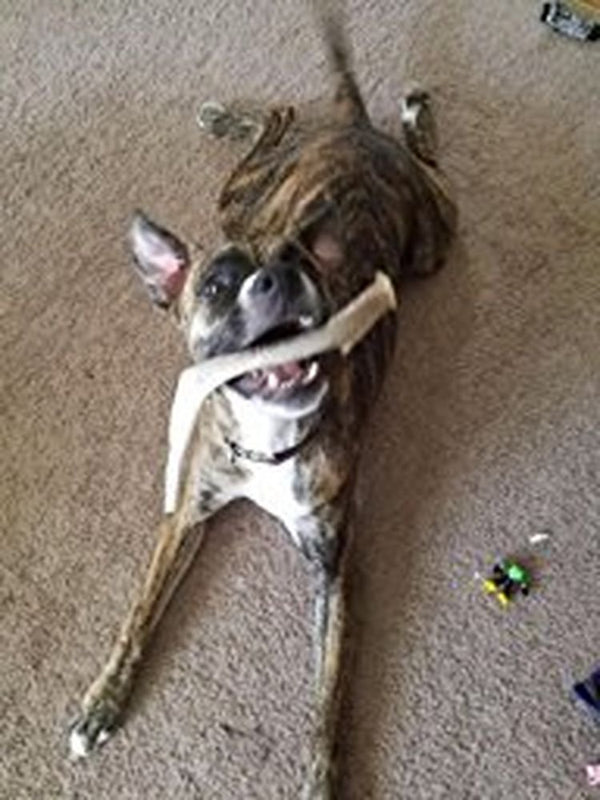 Big Dog Antler Chews mordedor-asta-ciervo-xl-proveniente de ciervos salvajes