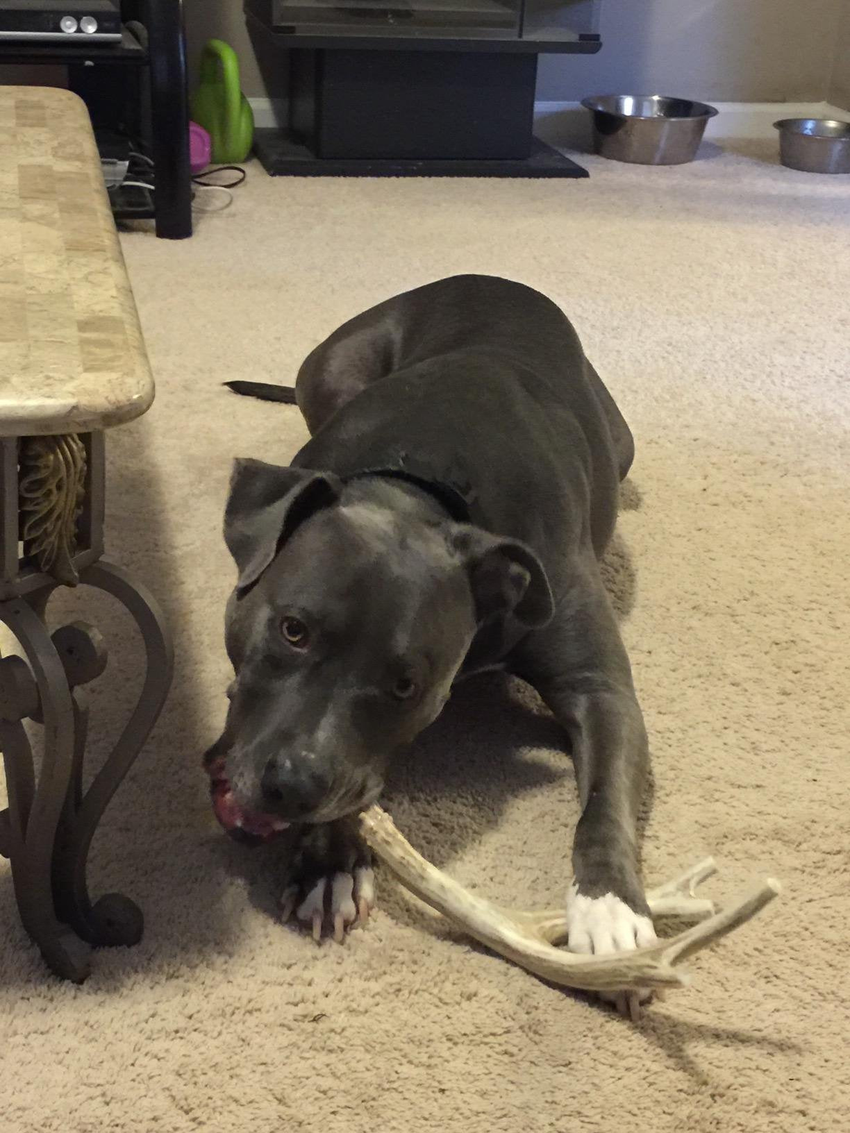 Big Dog Antler Chews mordedor-asta-ciervo-xl-sin olor, uso en casa