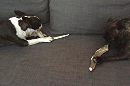 Big Dog Antler Chews: garantía de satisfacción con devolución si no está contento.