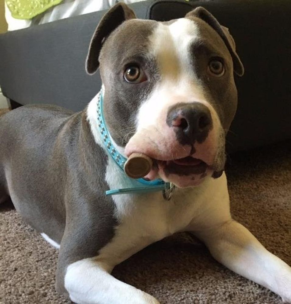 Big Dog Antler Chews: origen en EE. UU. y sin aditivos químicos.