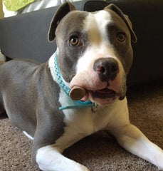 Big Dog Antler Chews: origen en EE. UU. y sin aditivos químicos.