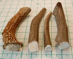 Big Dog Antler Chews: pieza de 6 a 8 pulgadas para entretenimiento en interiores.