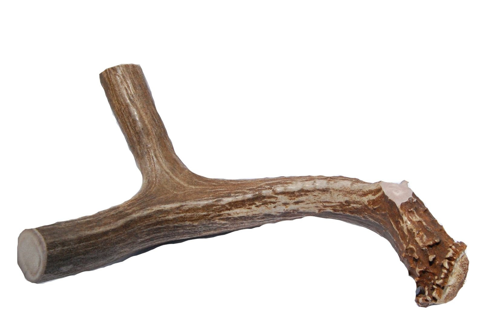 Big Dog Antler Chews mordedor-asta-ciervo-xl-santado y sin puntas para seguridad