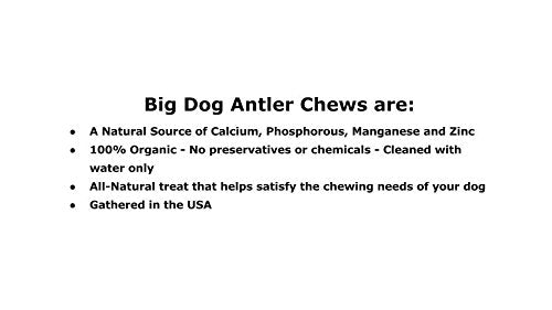 Big Dog Antler Chews mordedor-asta-ciervo-xl-dura mucho tiempo