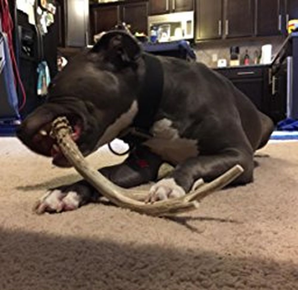Big Dog Antler Chews mordedor-asta-ciervo-xl-corte seguro y sin astillas