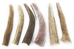 Big Dog Antler Chews: trozos de asta de 4 a 6 pulgadas para perros pequeños.