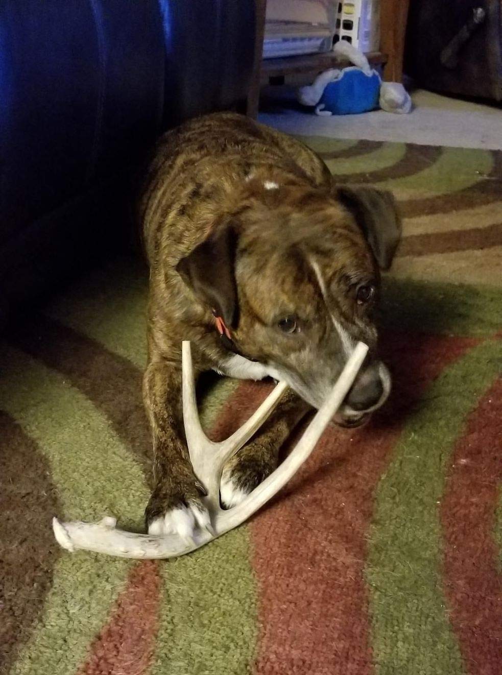 Big Dog Antler Chews mordedor-asta-ciervo-xl-para dientes con control de sarro