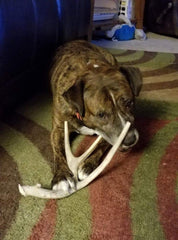 Big Dog Antler Chews mordedor-asta-ciervo-xl-para dientes con control de sarro