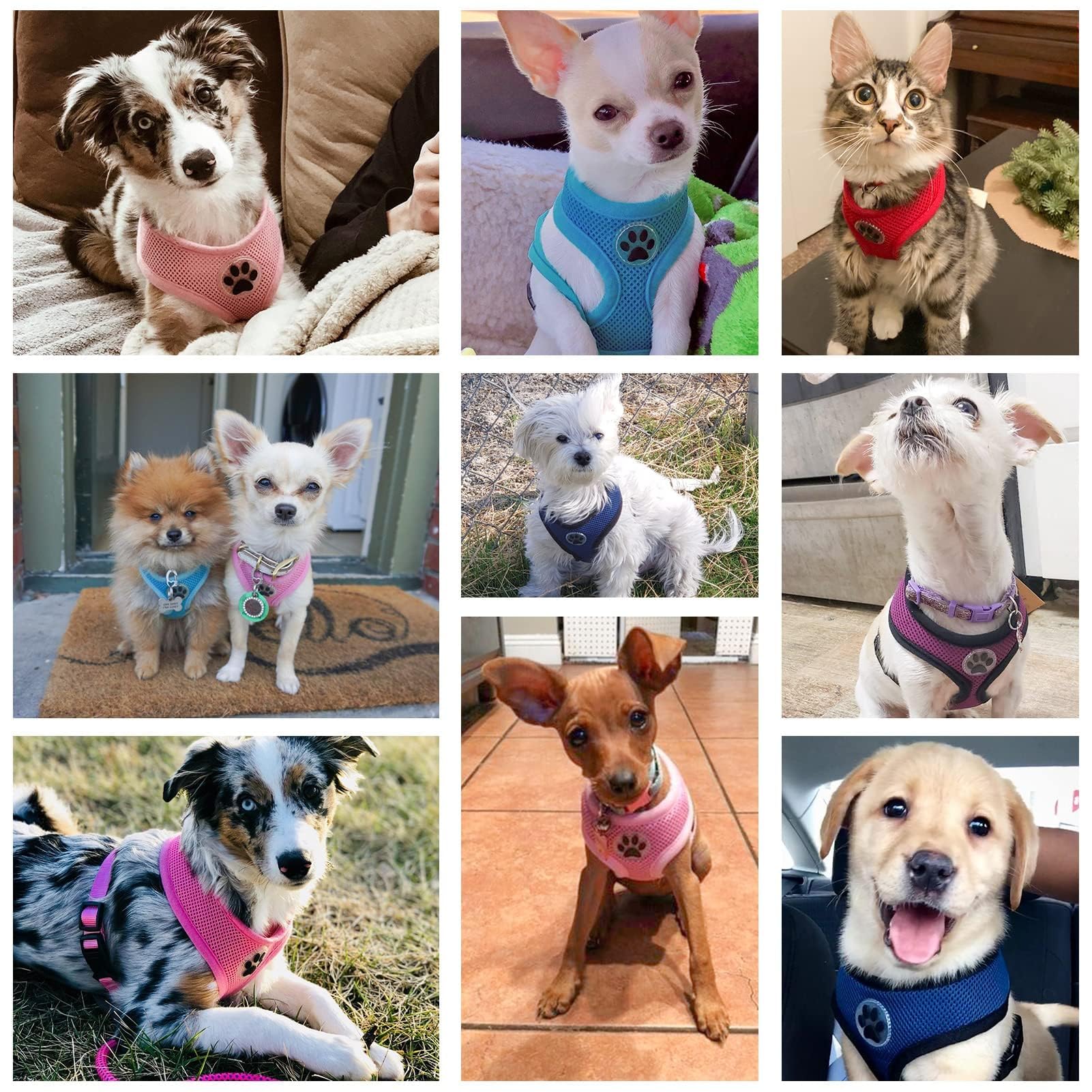 Guía de tallas BINGPET XS a L para perros pequeños.