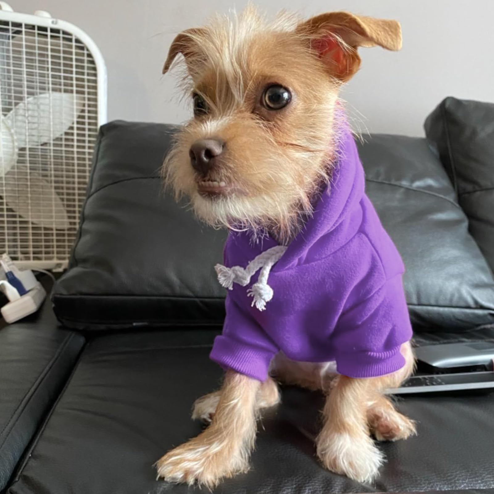 BINGPET sudadera de uso diario para interiores, confort para mascotas.