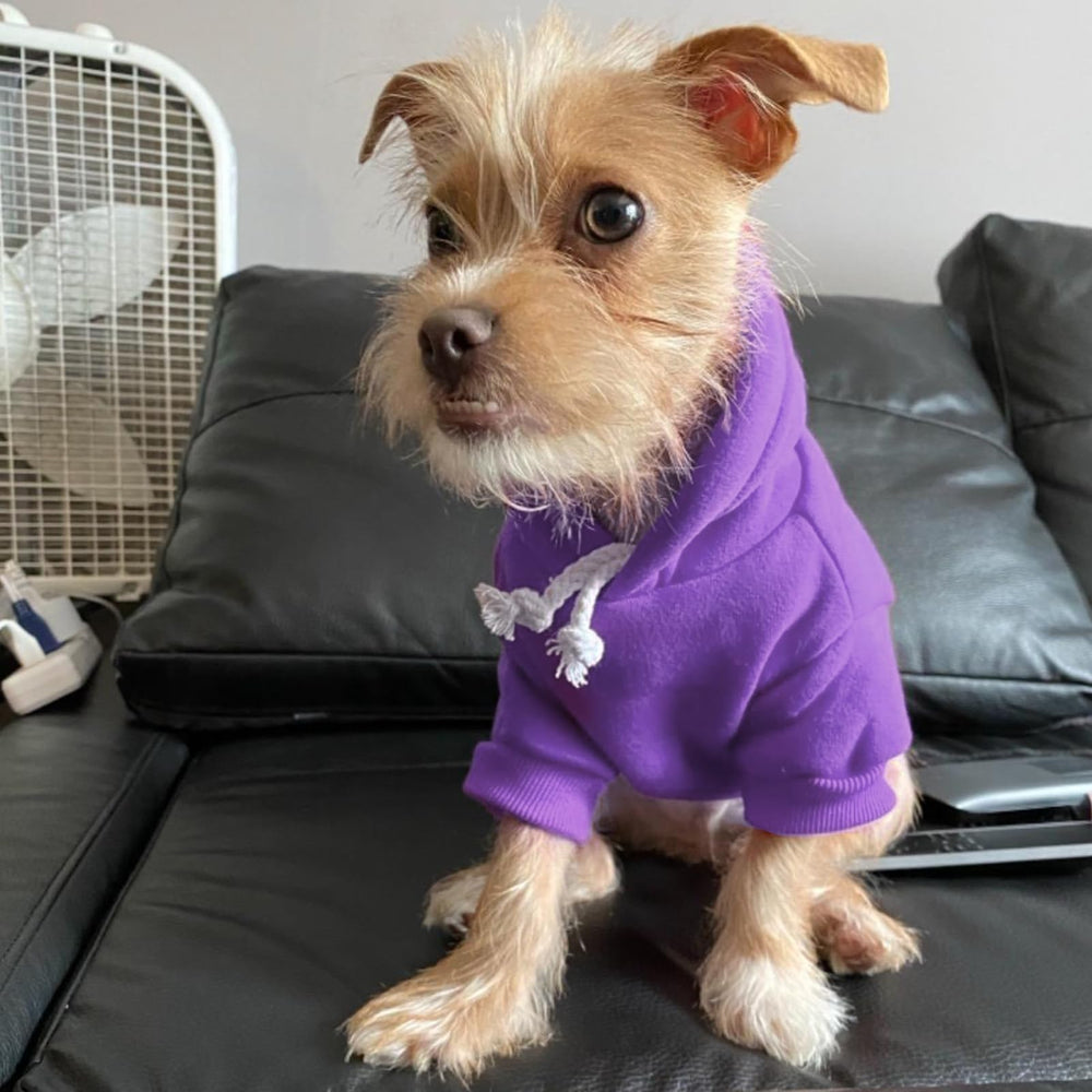 BINGPET sudadera de uso diario para interiores, confort para mascotas.