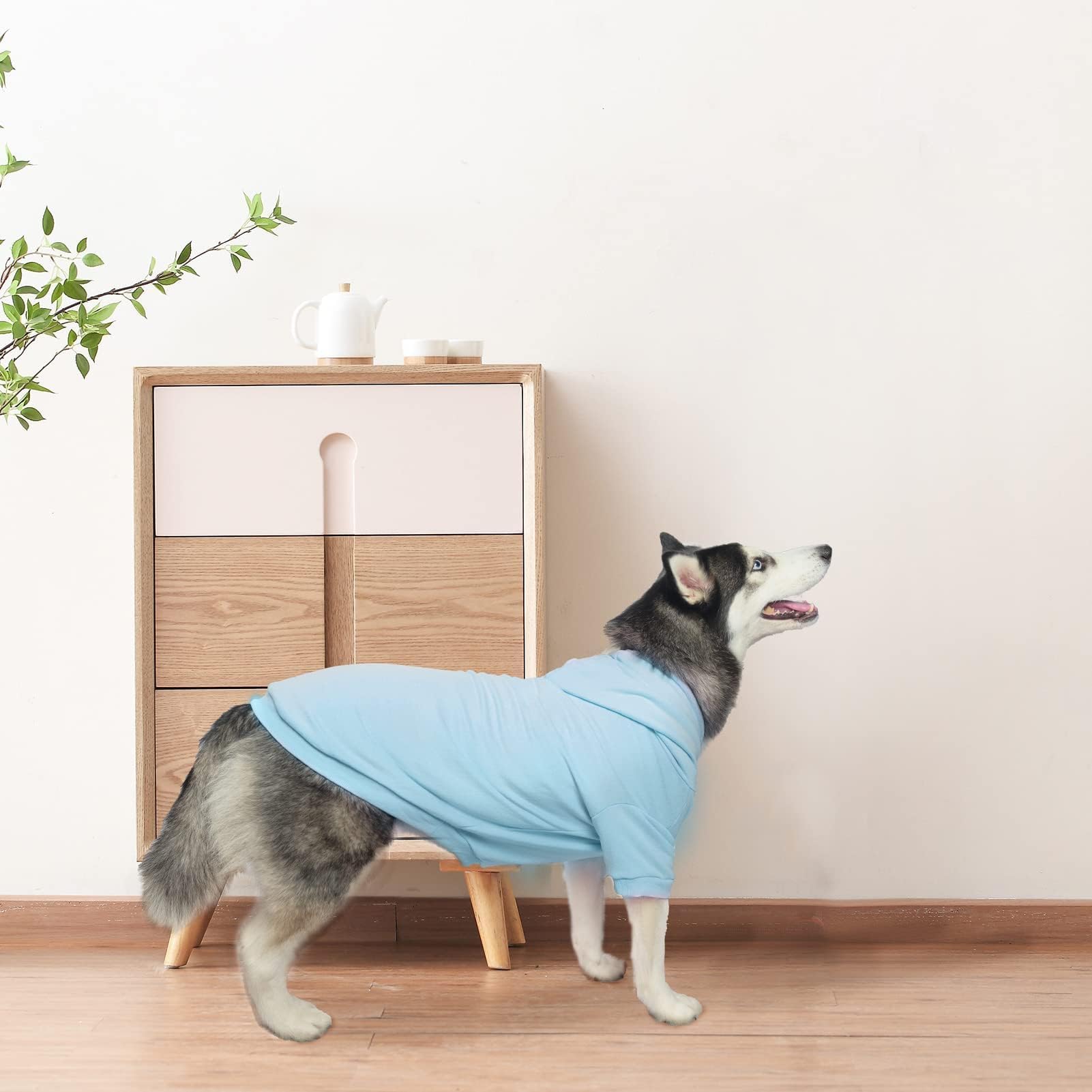 BINGPET sudadera para perro y gato, uso multiespecie en casa.