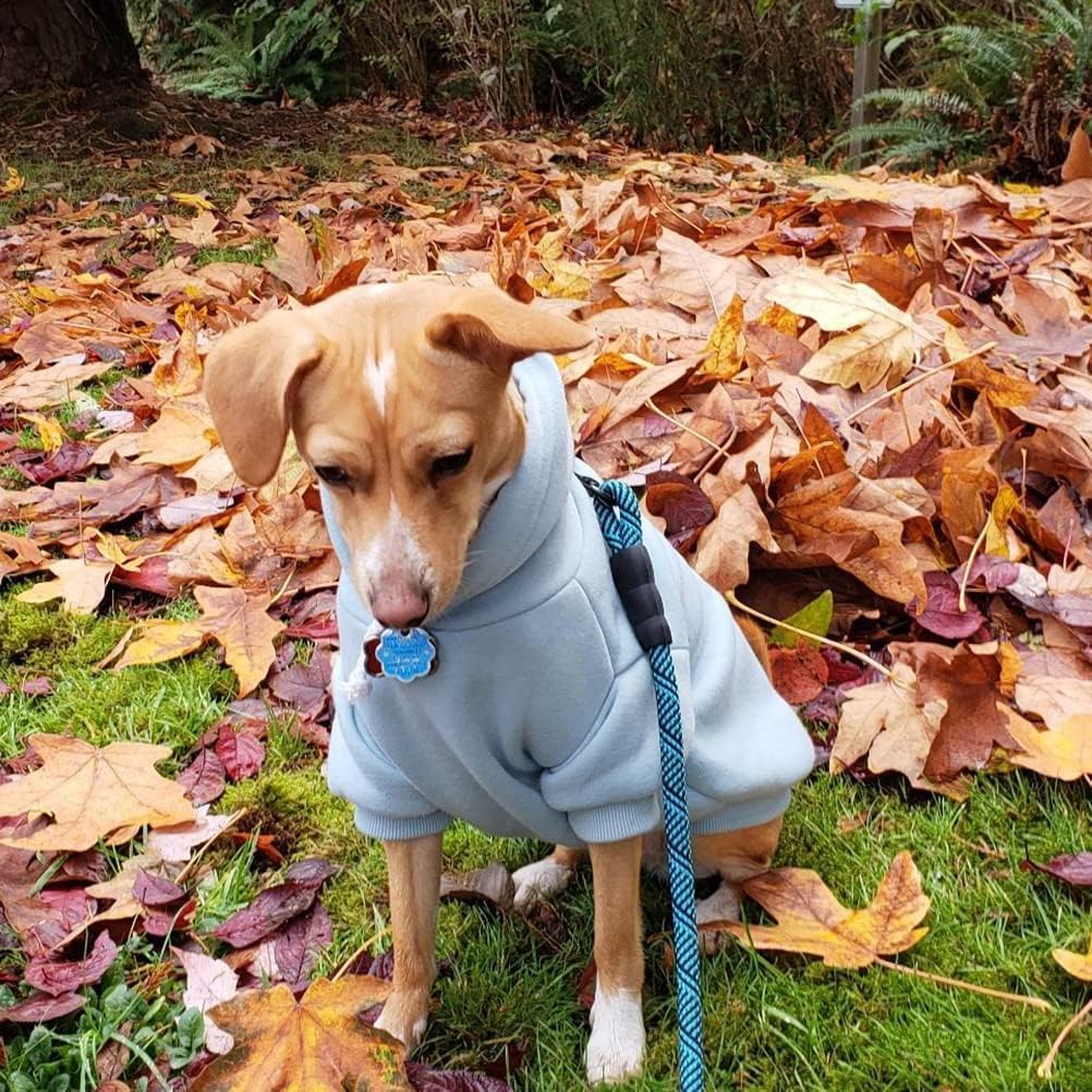 Uso exterior en días fríos con capucha de BINGPET, la mascota va abrigada.