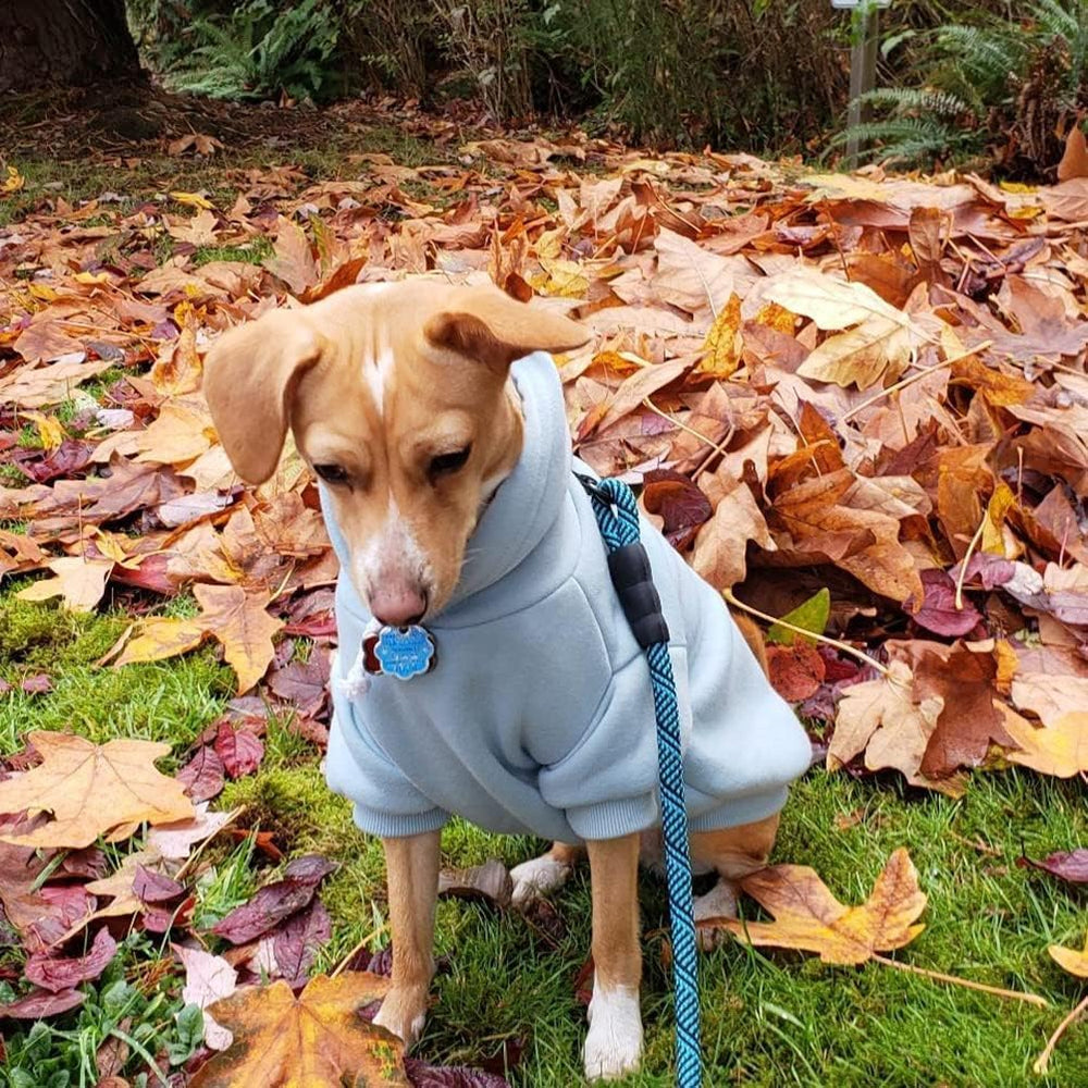 Uso exterior en días fríos con capucha de BINGPET, la mascota va abrigada.