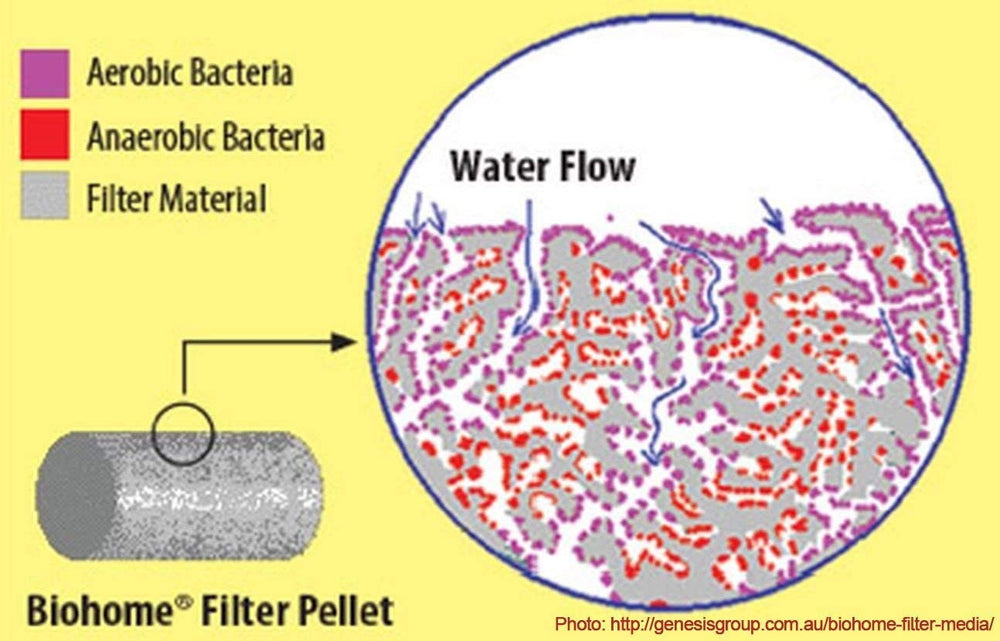 Biohome Ultimate porosidad alta para bacterias beneficiosas.