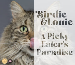 Birdie & Louie lata húmeda de atún con piña, sabor exótico para variedad de la dieta