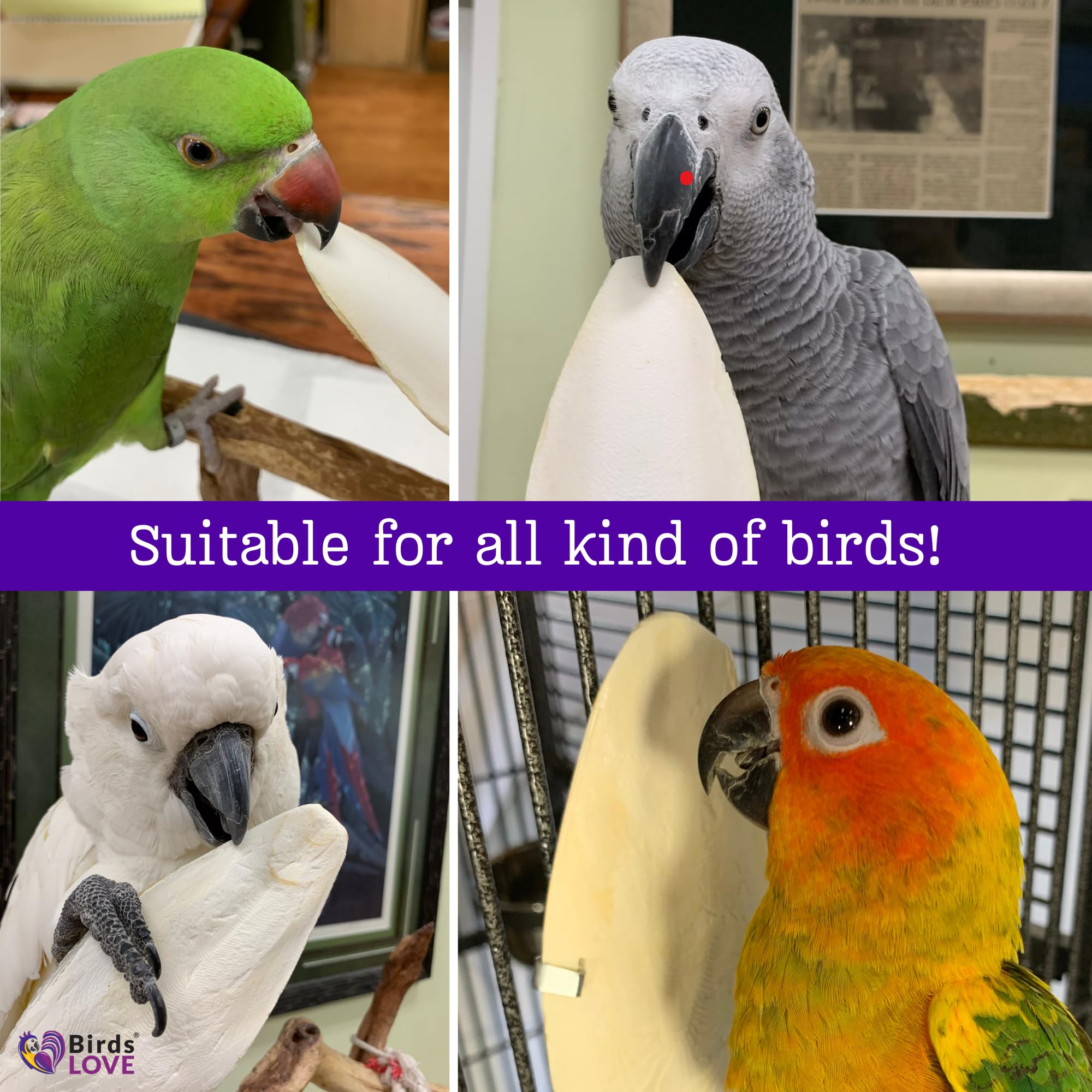 Birds LOVE cuttlebone apto para reptiles y caracoles