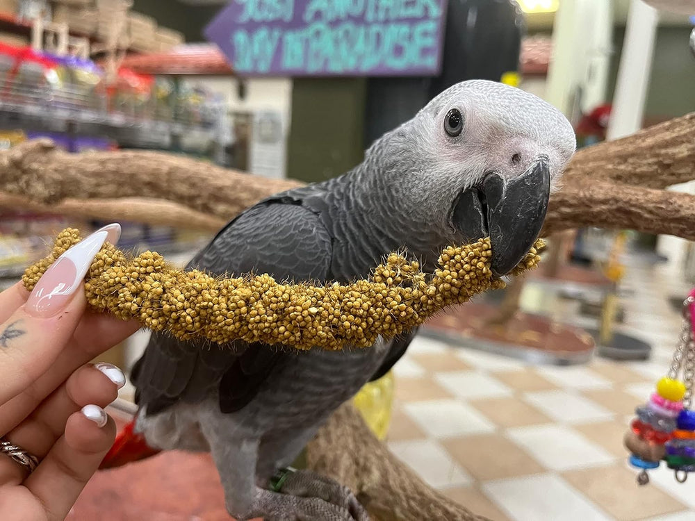 Birds LOVE Millet Tips & Tails: apto para todo tipo de aves