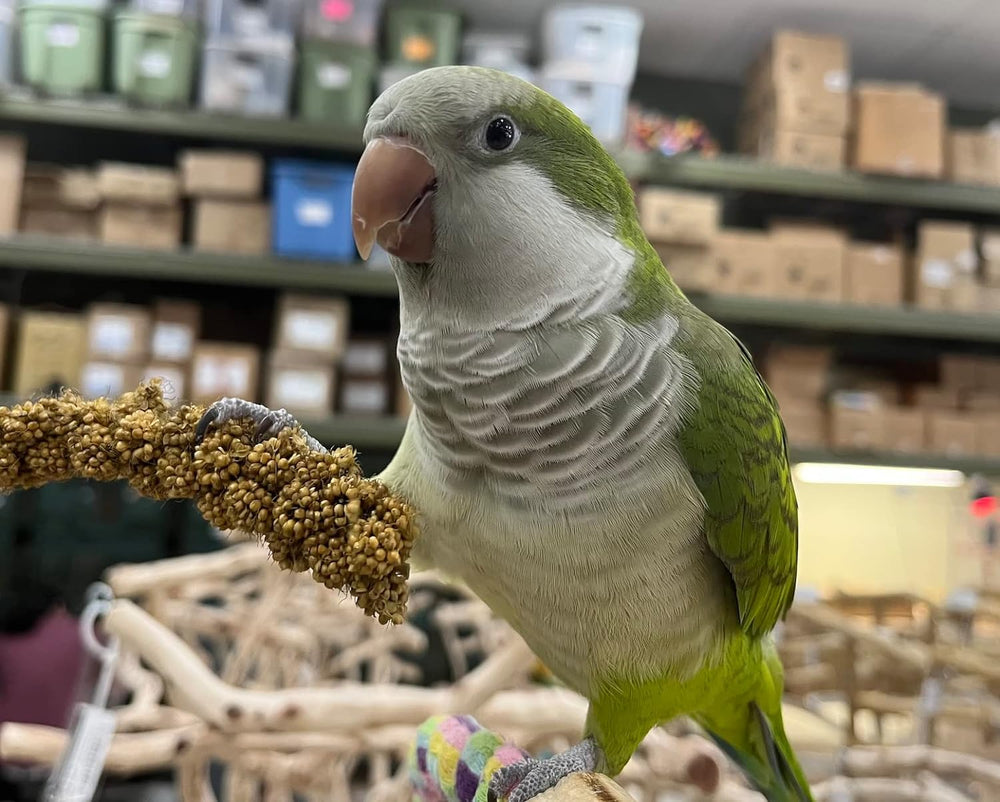Birds LOVE Millet Tips & Tails: bajo en grasa y buena digestibilidad