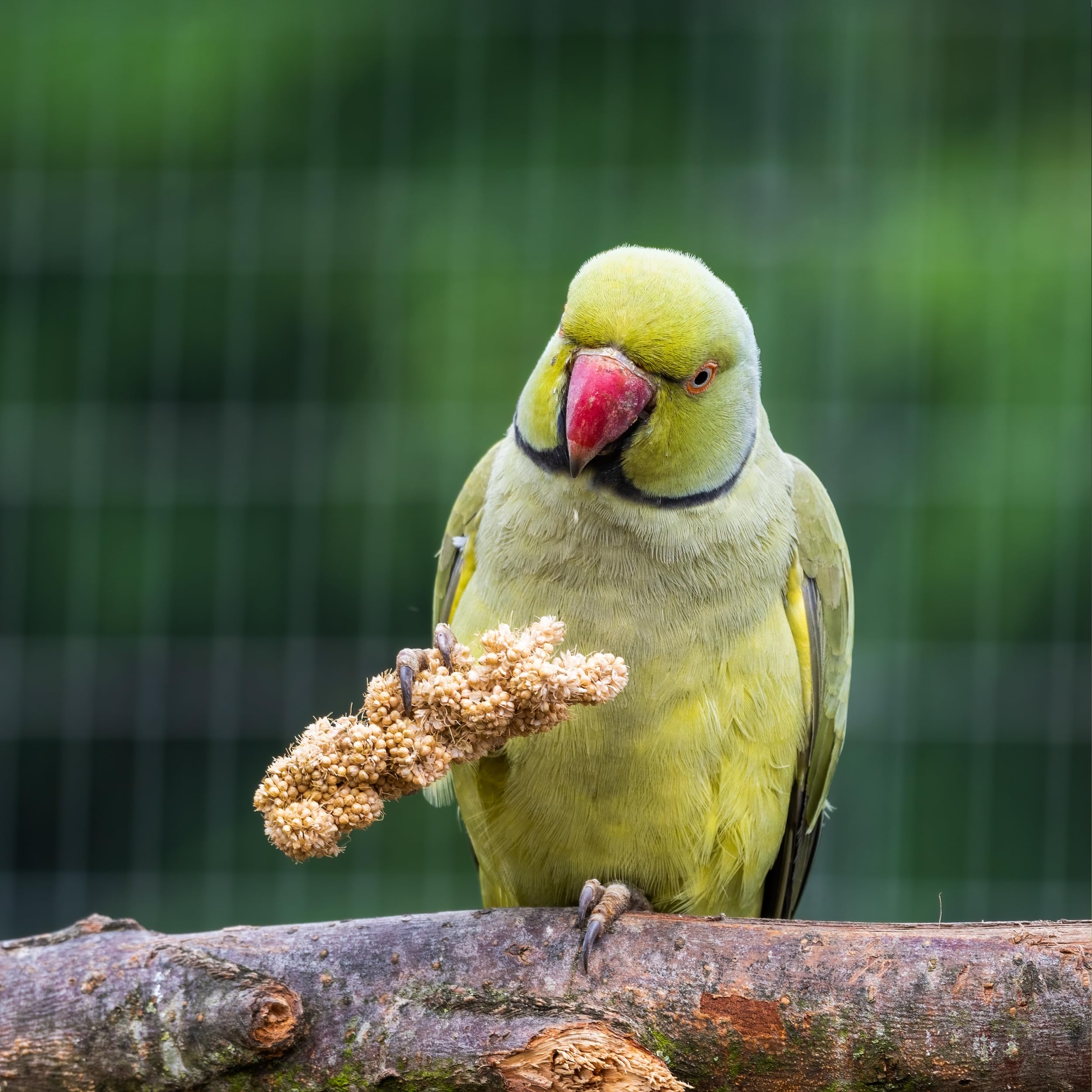 Birds LOVE Millet Tips & Tails: opción para germinar mijo