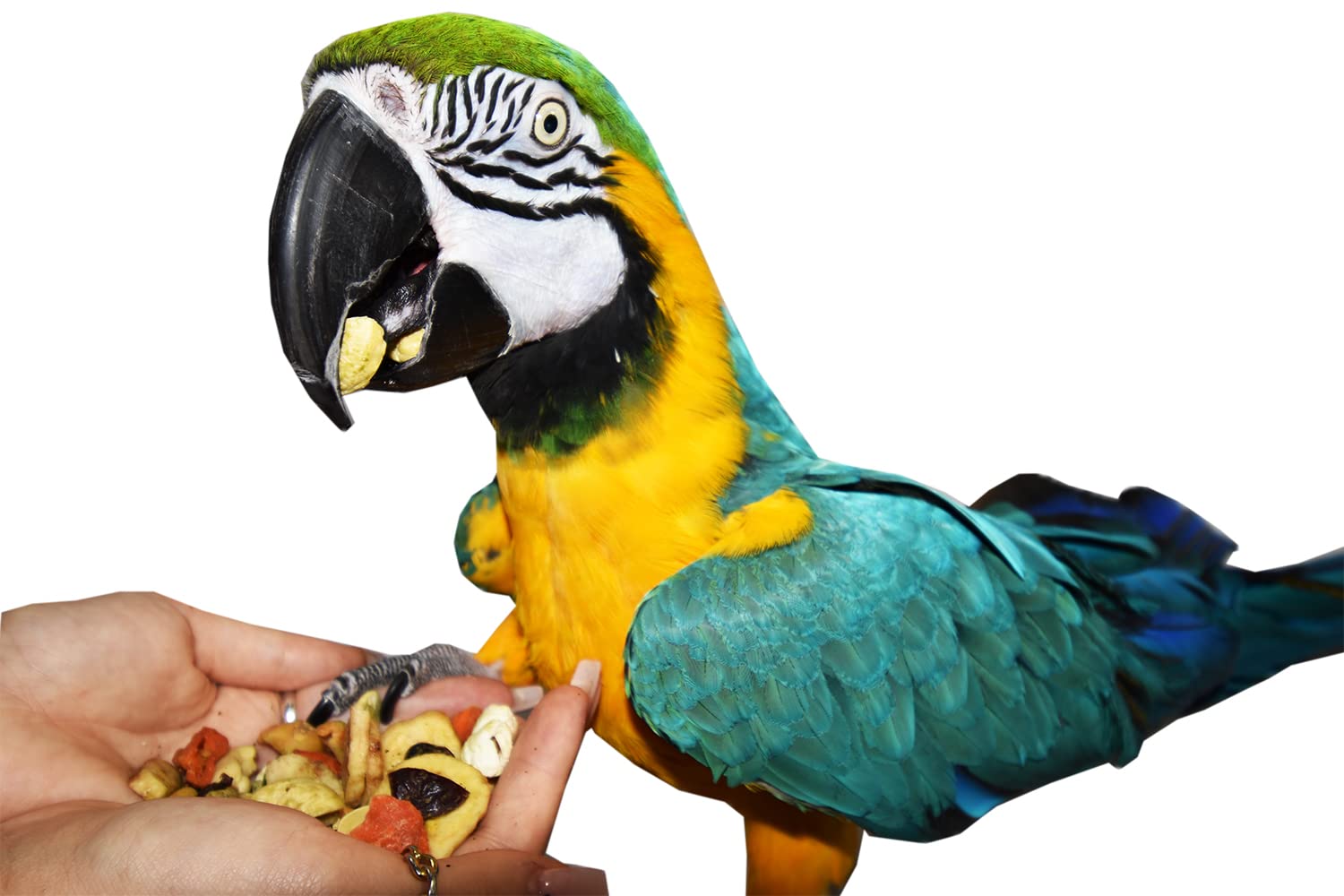 Birds LOVE uso diario en la dieta del loro, facilita la rutina de alimentación