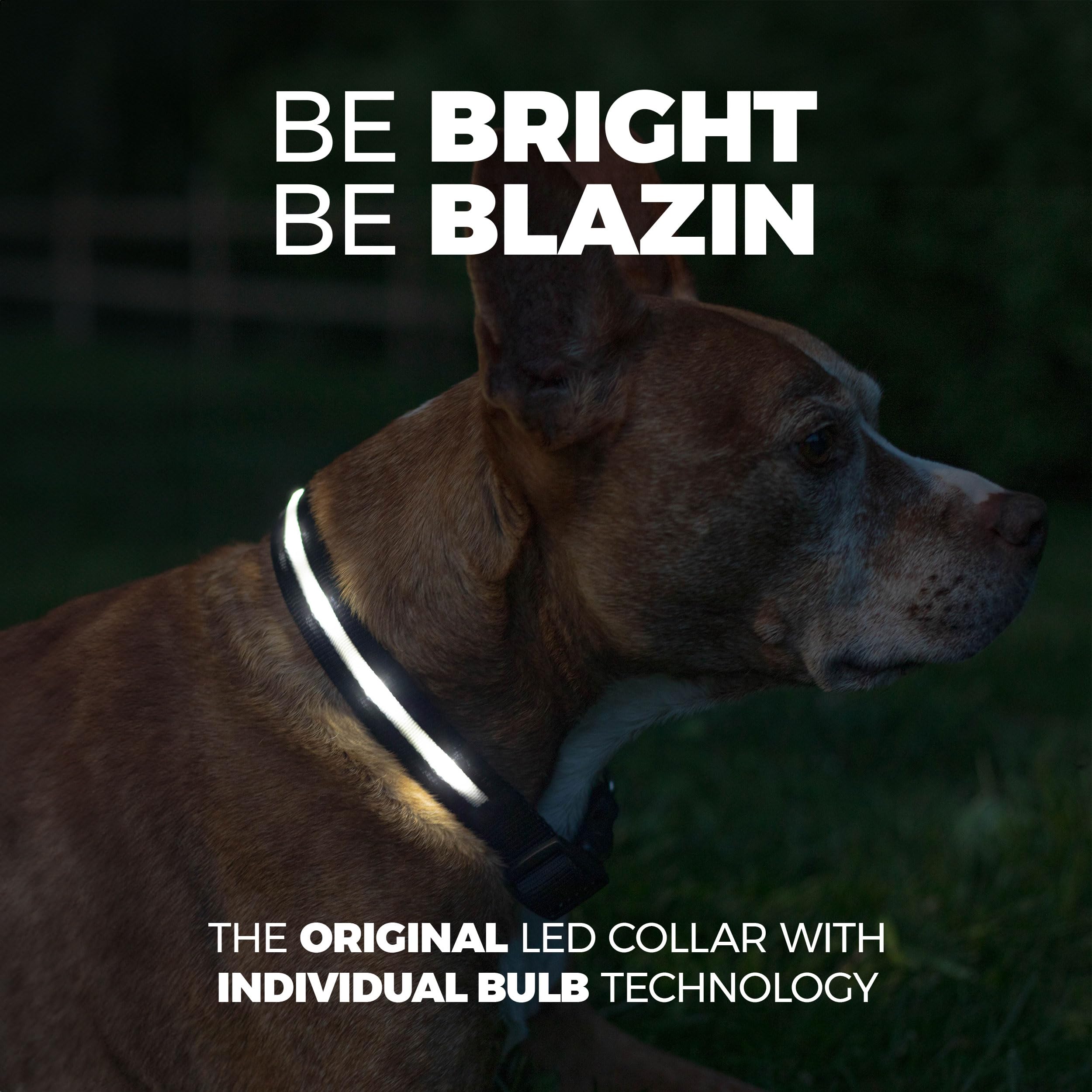 Collar Blazin con USB recargable para paseos nocturnos y salidas largas.