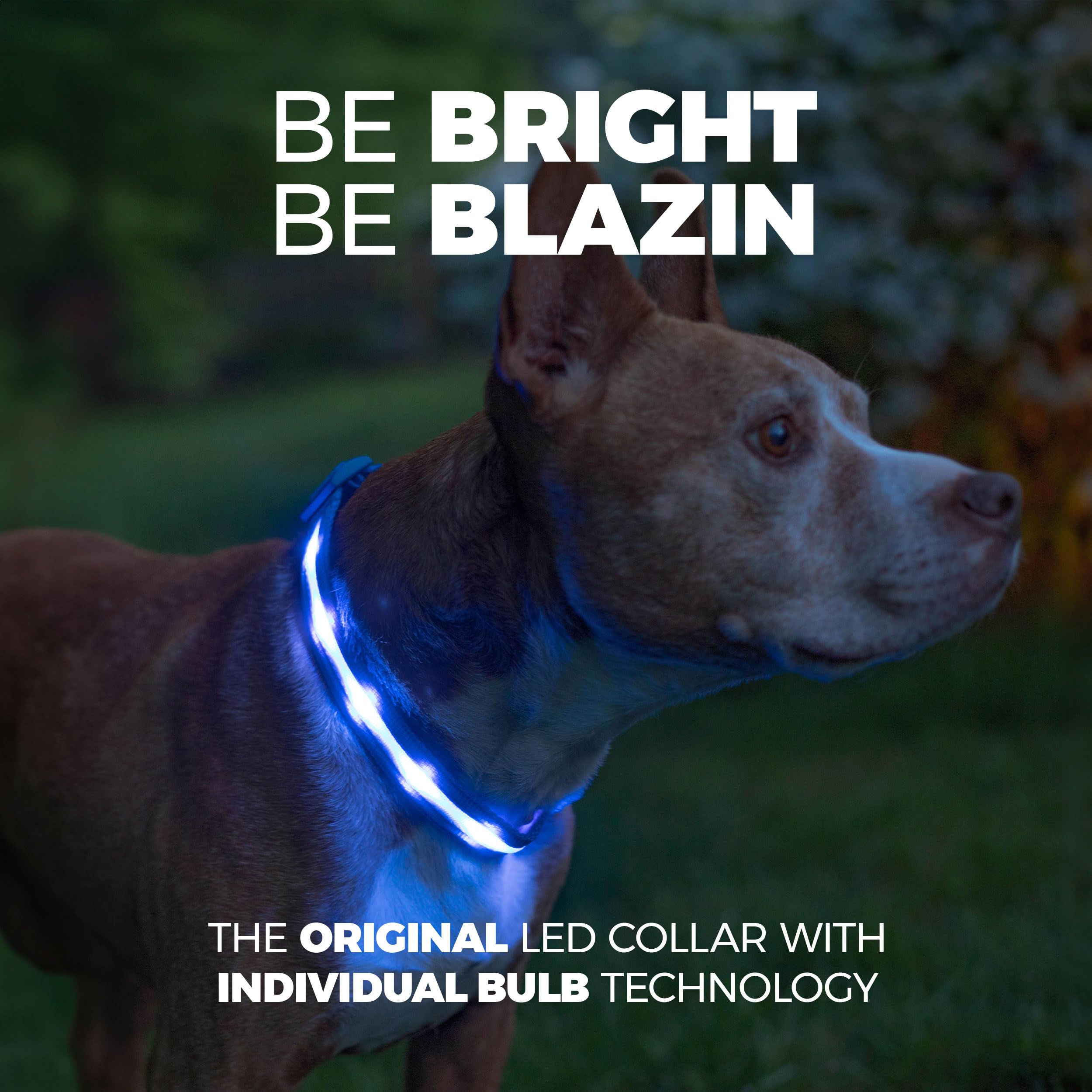 Collar Blazin iluminación de 360 grados para ver al perro desde cualquier ángulo.