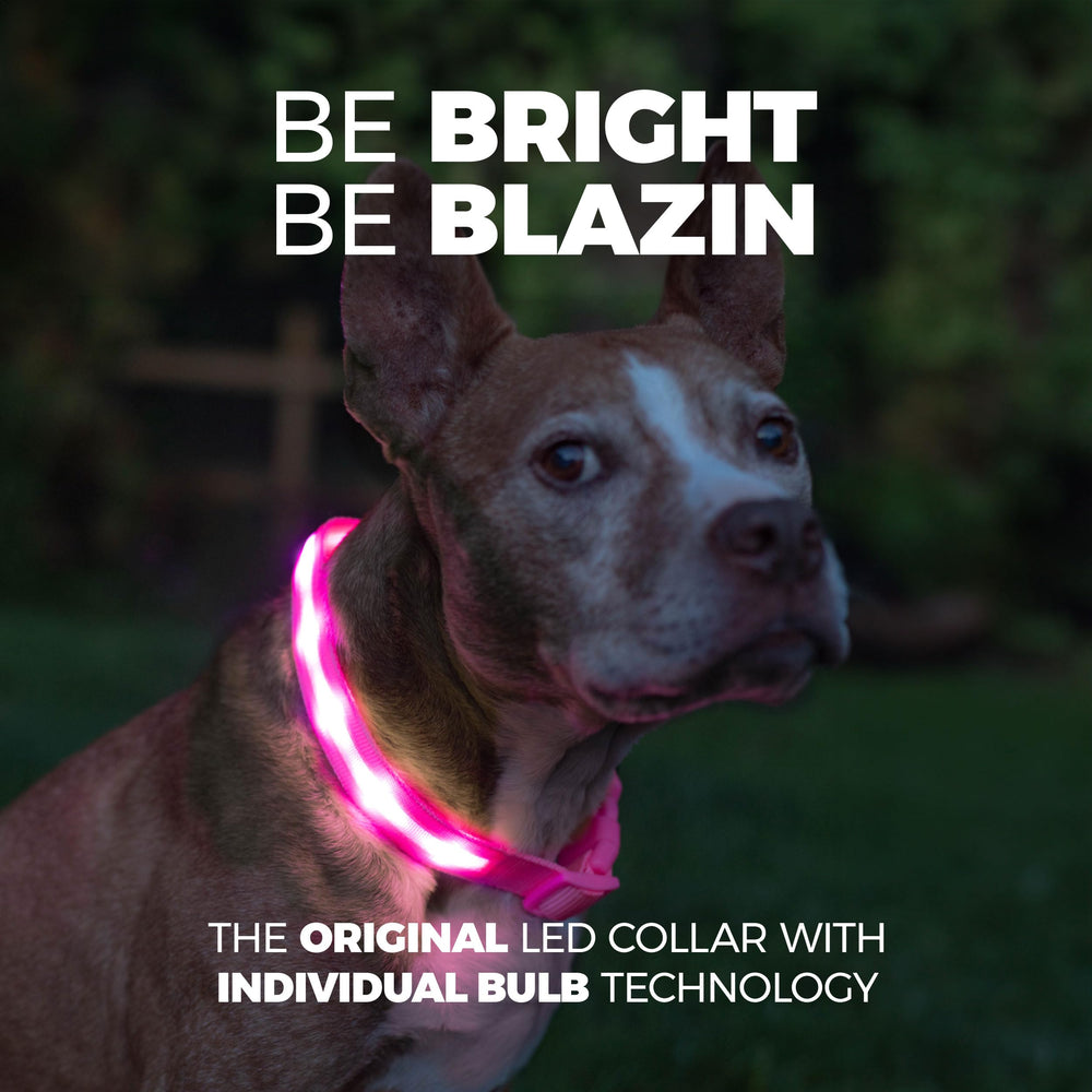 Collar Blazin visto de perfil con luz lateral para paseos vespertinos